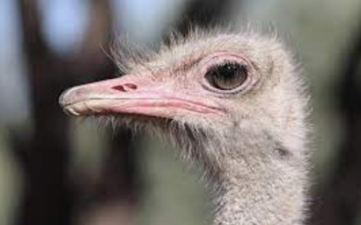 world-ostrich-day