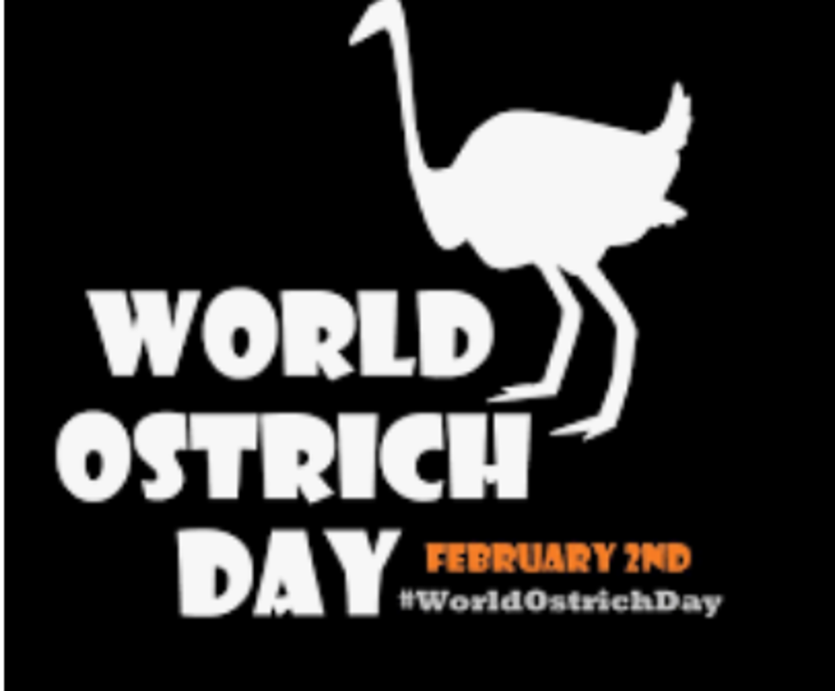 There is an Ostrich Day on Facebook