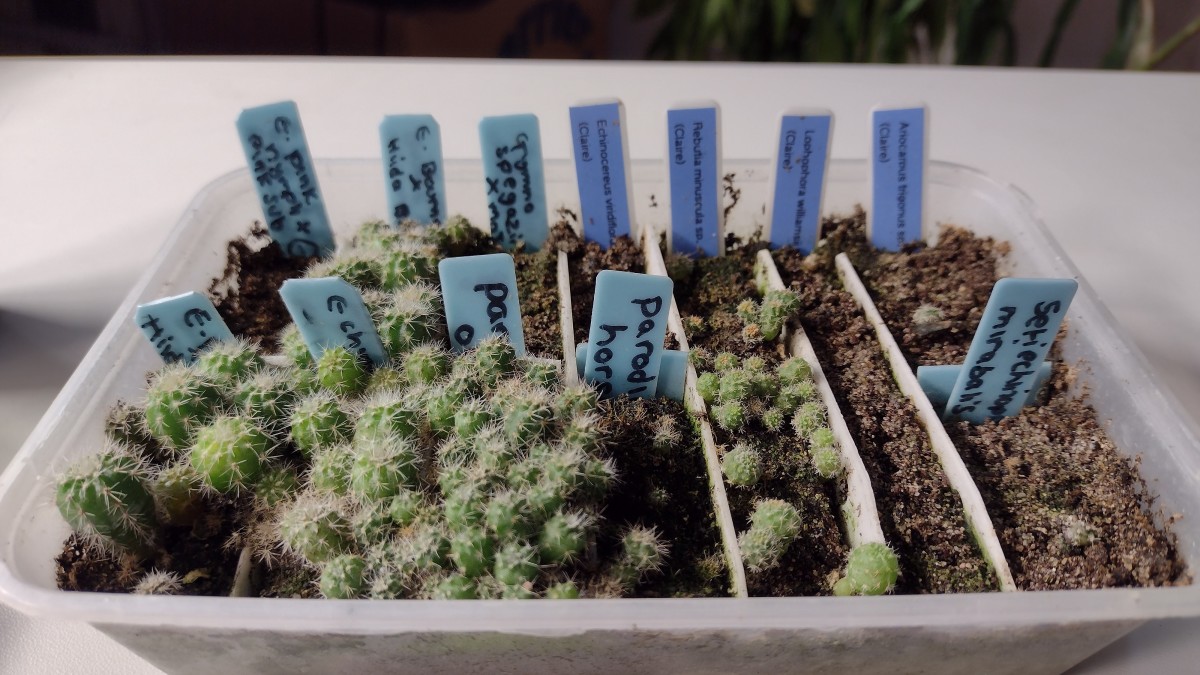 How to Water Cactus Seedlings (With Demo Video and Tips)