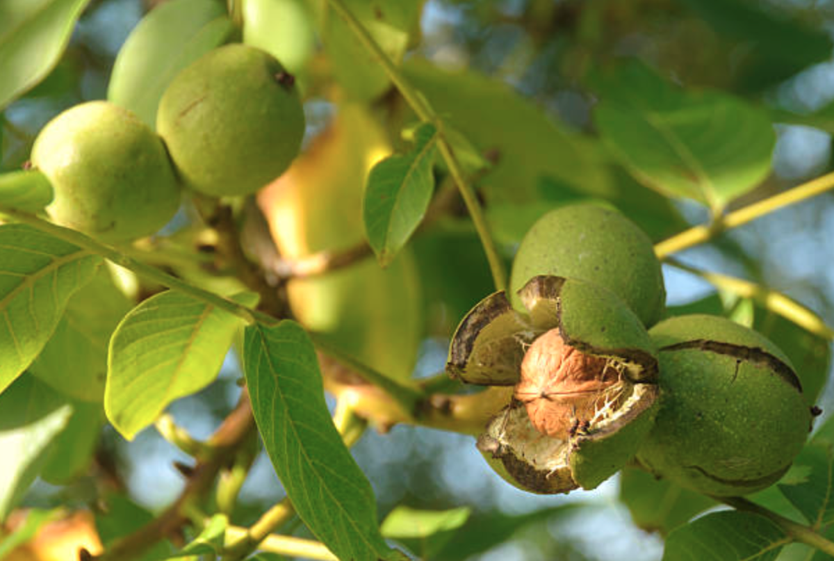 Walnuts come from trees grown mainly in Mexico, the US, China, Iran, and Turkey.