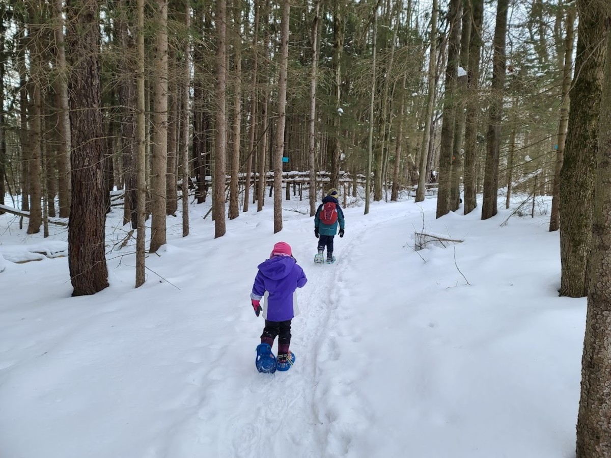 Kids snowshoeing through the forest.
