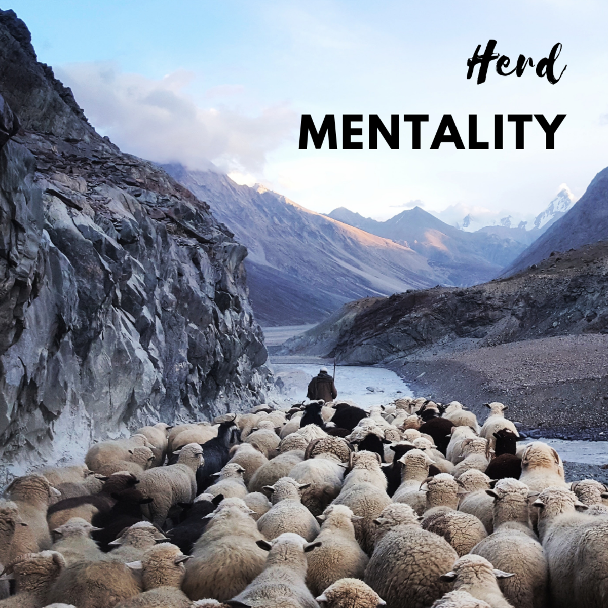 Information that will help you to understand and deal with herd mentality should you ever be faced with it.