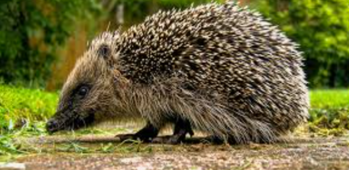 international-hedgehog-day