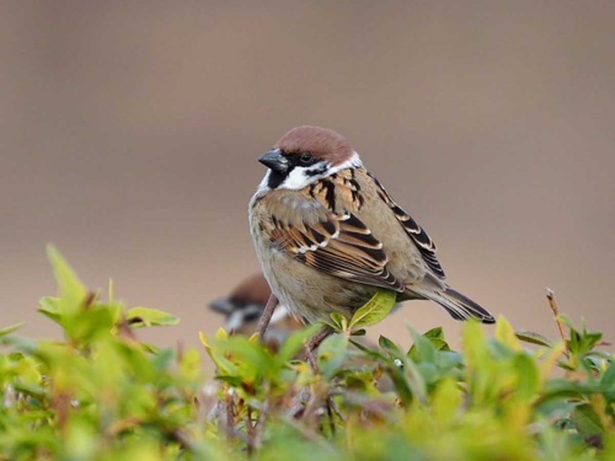 Mao's public enemy number one, the Eurasian tree sparrow. 