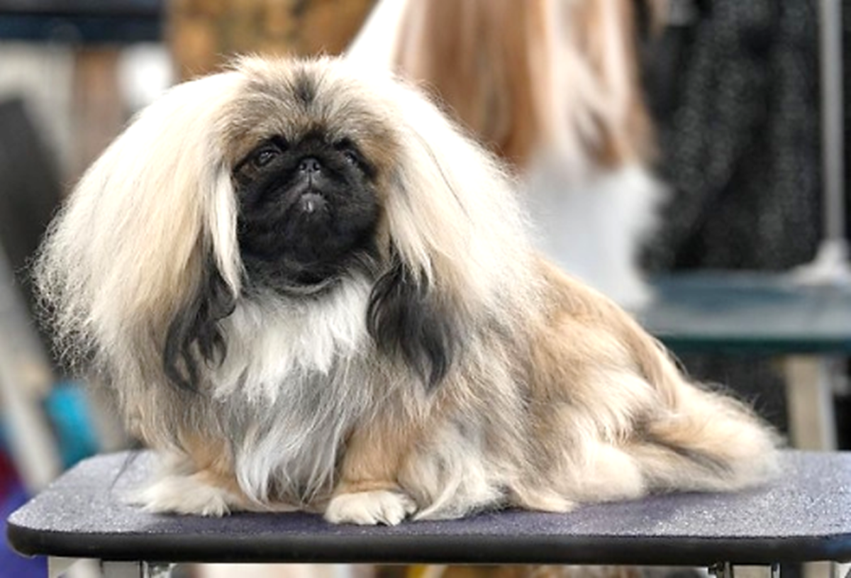 Chinese Imperial (A rare and unique Dog Breed)