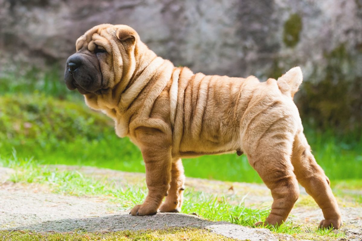 Chinese Shar-Pei Dog (A rare and unique Dog Breed)