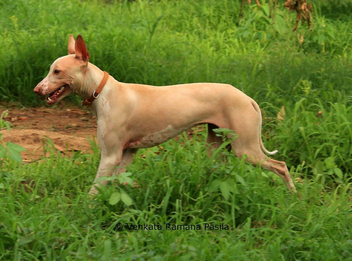 Jonangi (Indian Hairless Howling dog) | (A rare and unique Dog Breed)