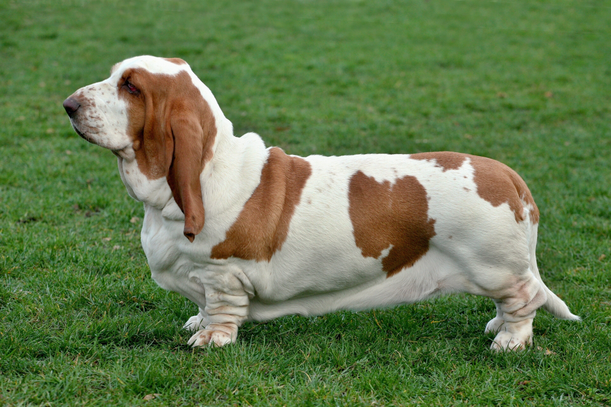 Basset-Hound (A rare and unique Dog Breed)
