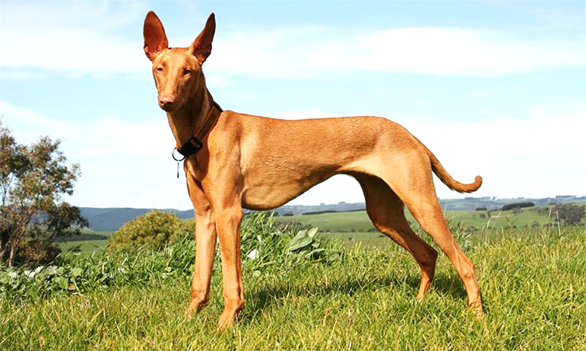 Pharaoh Hound (A rare and unique Dog Breed)