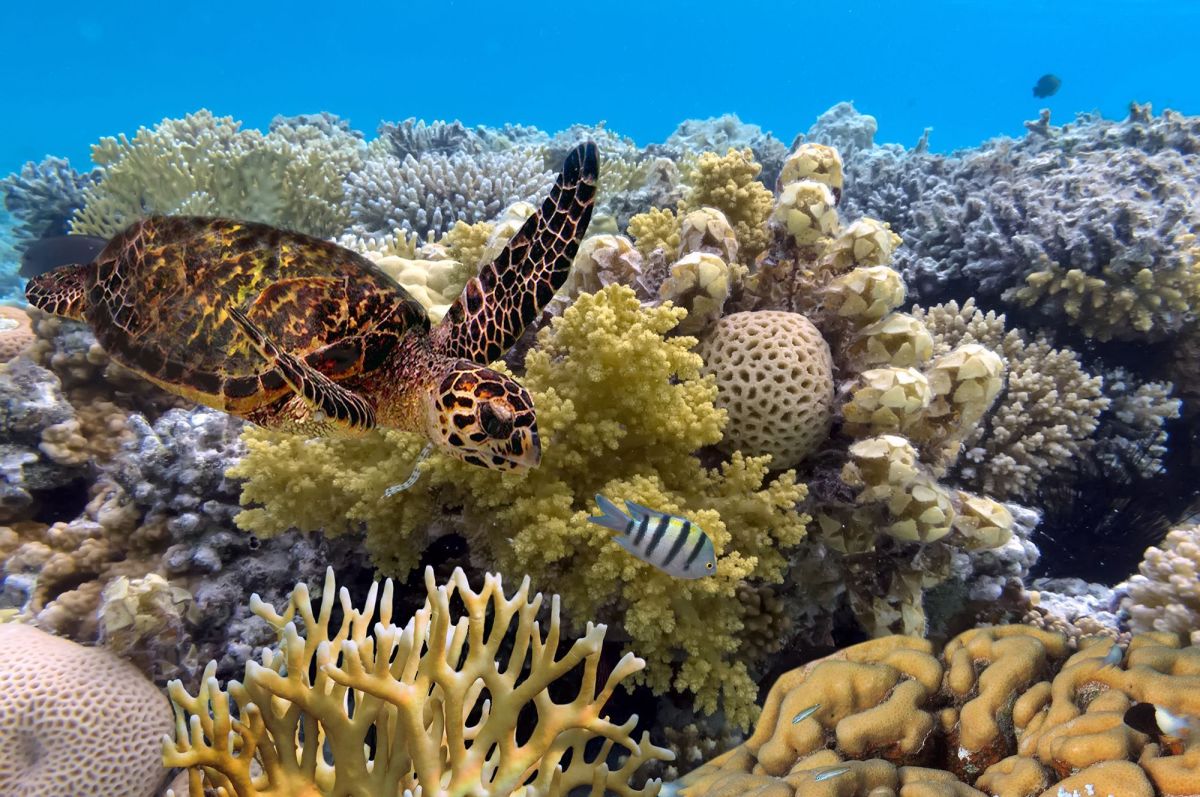 The Great Barrier Reef Sir David Attenborough