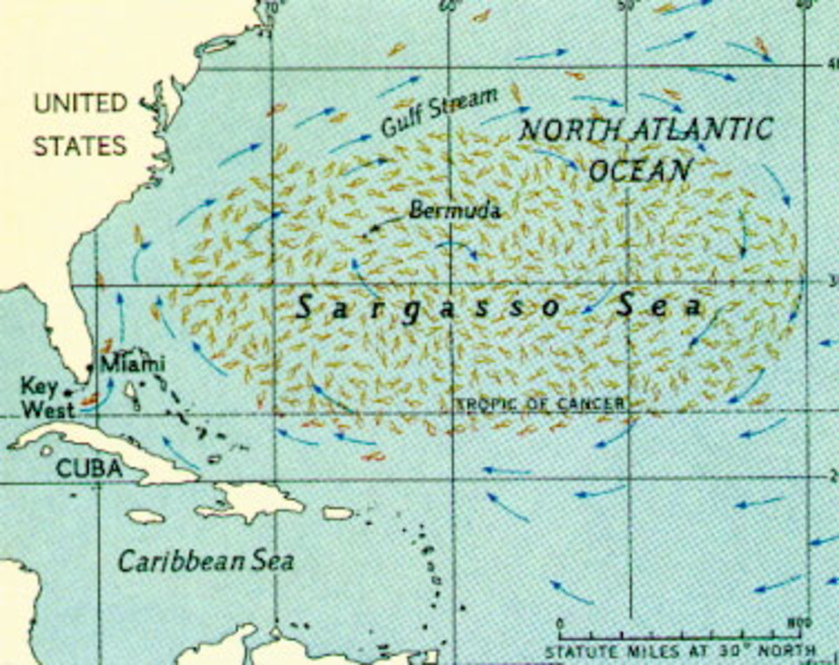 Note also how the map implies the seaweed is coming out of the Gulf with the Gulf Stream currents, a passé theory: the sargassum is actually now believed to be adapted and native to this strange sea, with very little of its cousins actually coasting 