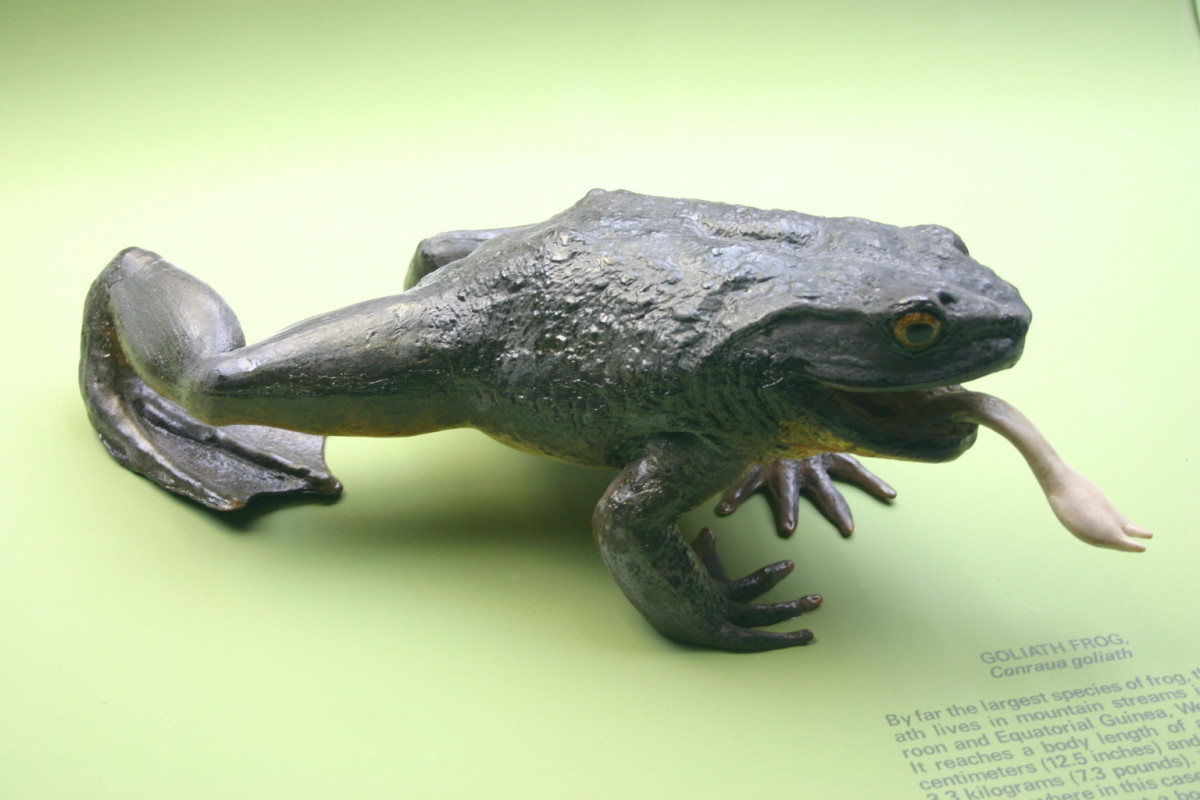 A replica model of a Goliath frog at the American Museum of Natural History in New York City.