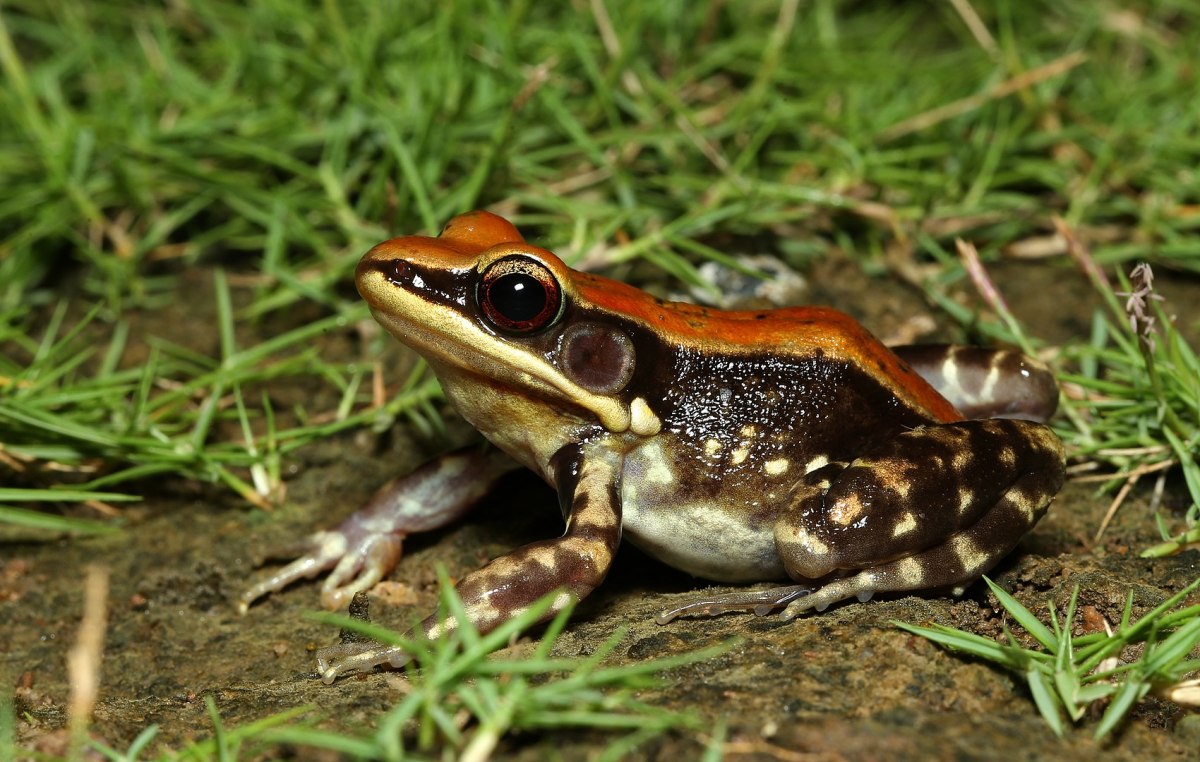 The fungoid frog, commonly found in peninsular India.