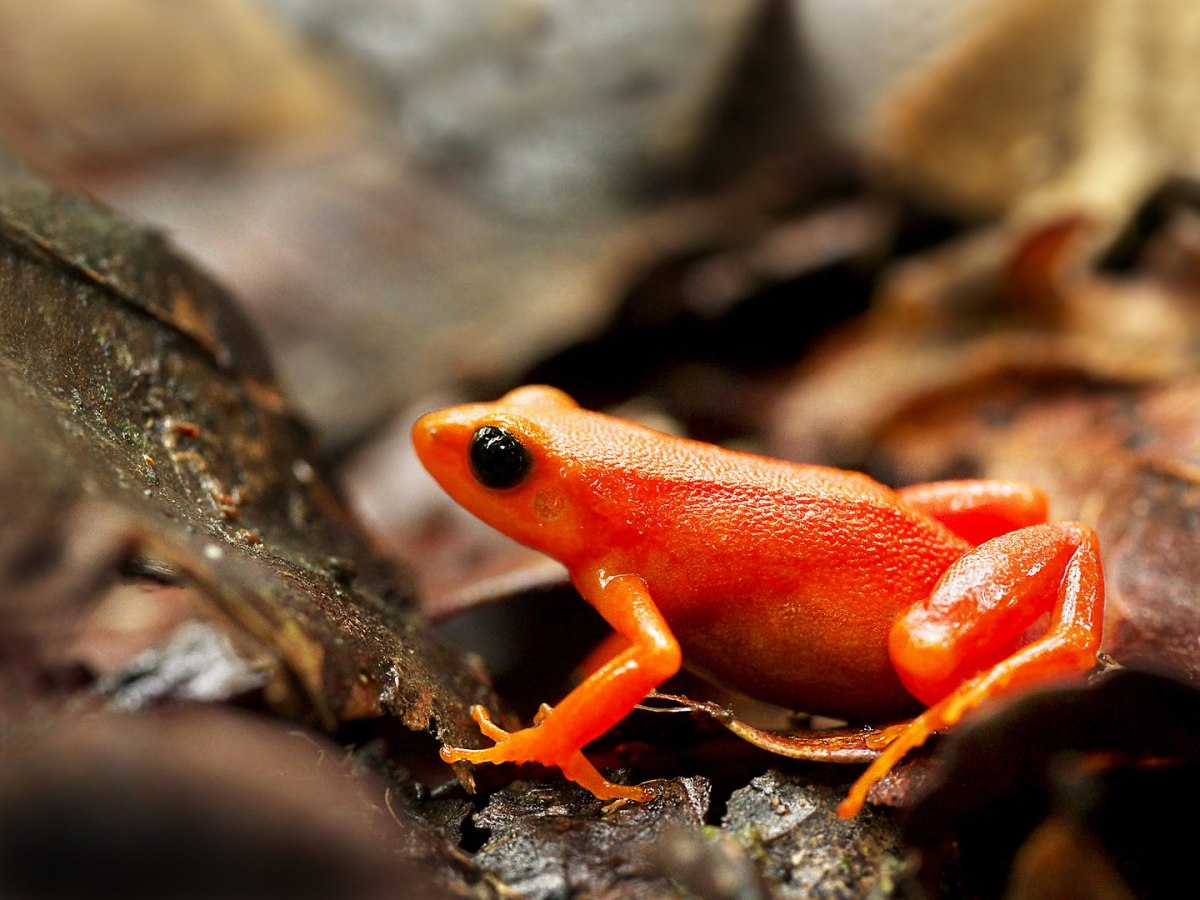 A Golden Mantella frog, which lives in central-east Madagascar. It is currently critically endangered, due no only to logging and agriculture, but also over-collection by frog enthusiasts.