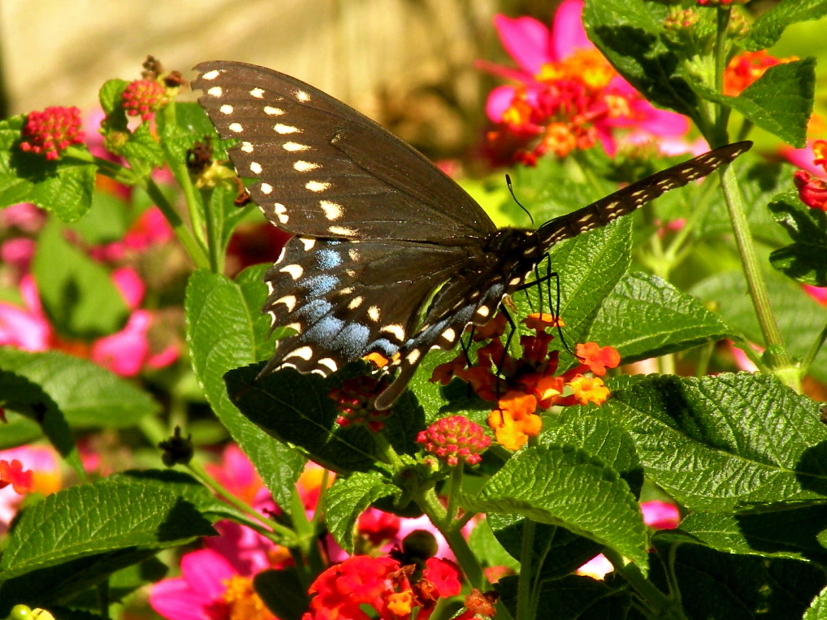 A swallowtail butterfly stops for a sip of nectar.