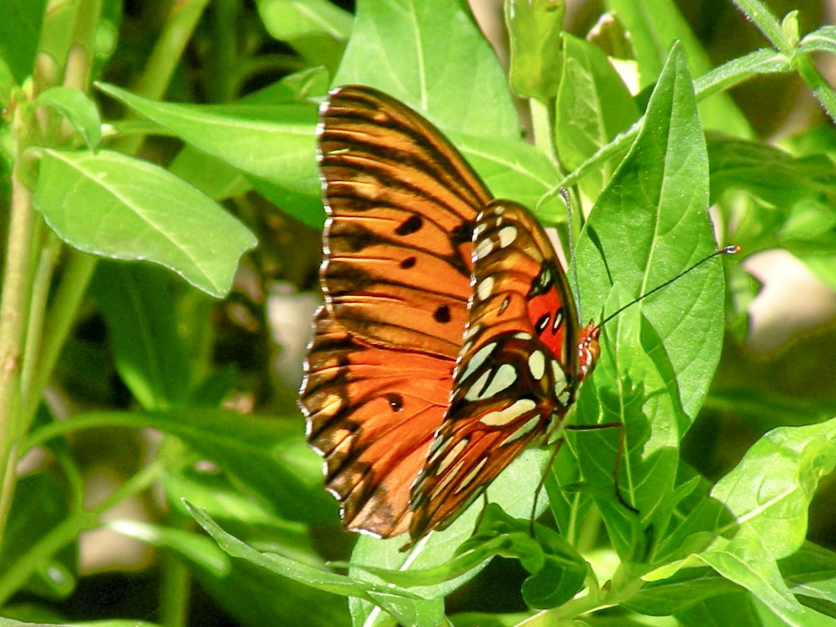 Specially designed butterfly gardens attract many different butterflies.