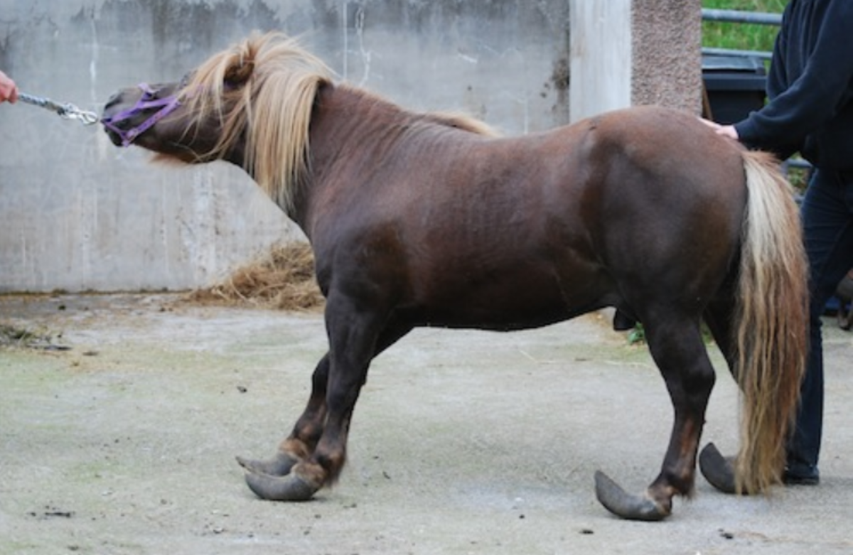 Example of a horse with extremely long hooves. It has no quality of life.