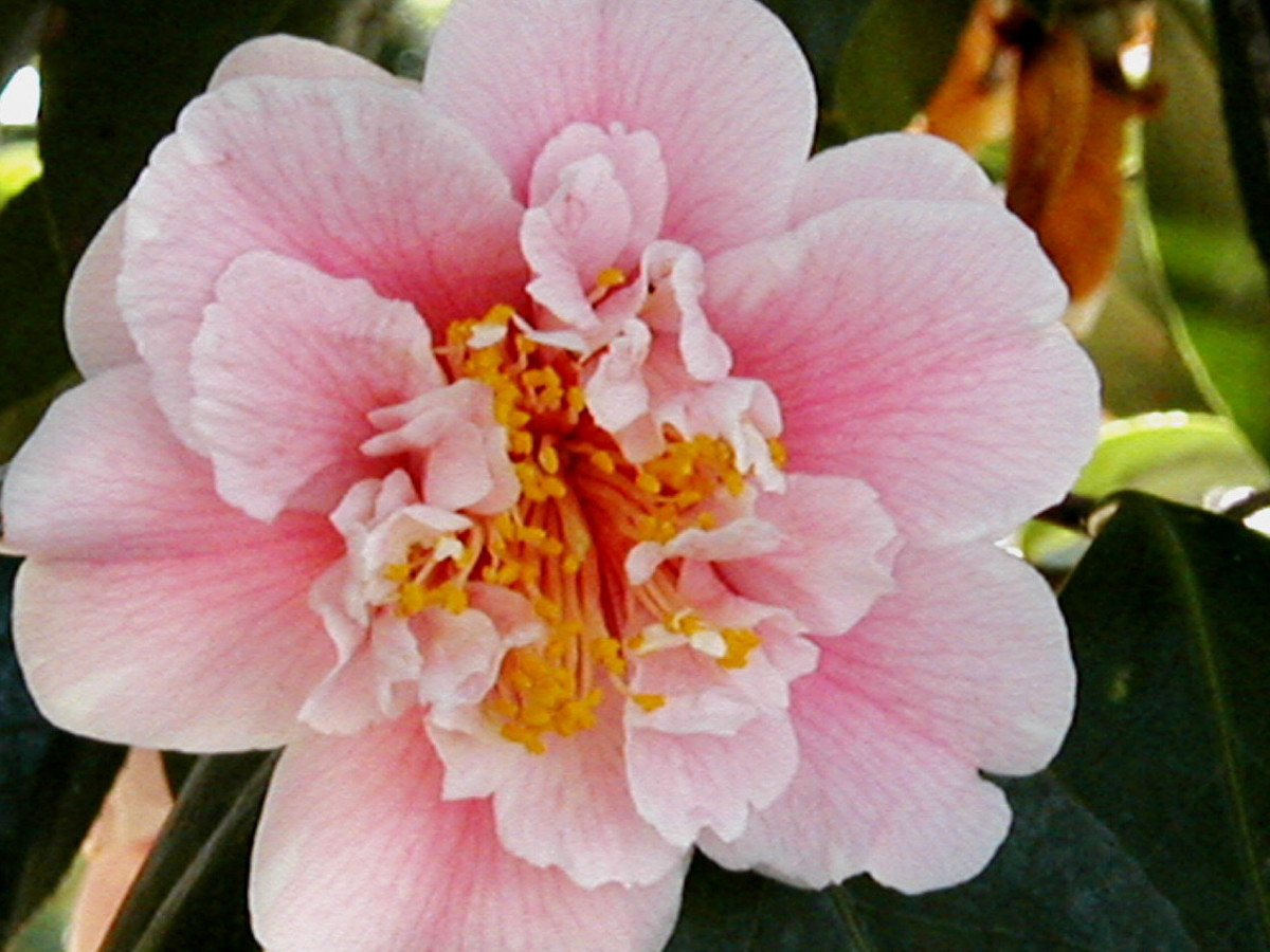 Camellias are in bloom through the winter.