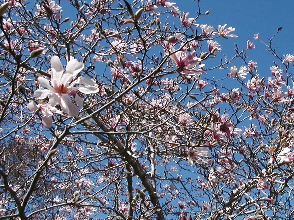Magnolias in bloom.