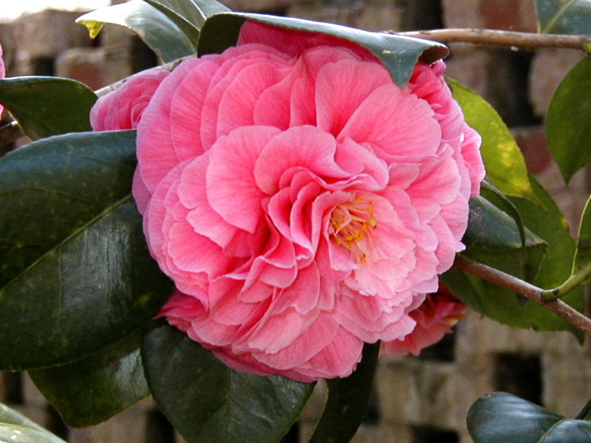 A bright pink camellia is set off by dark shiny leaves against a brick wall.