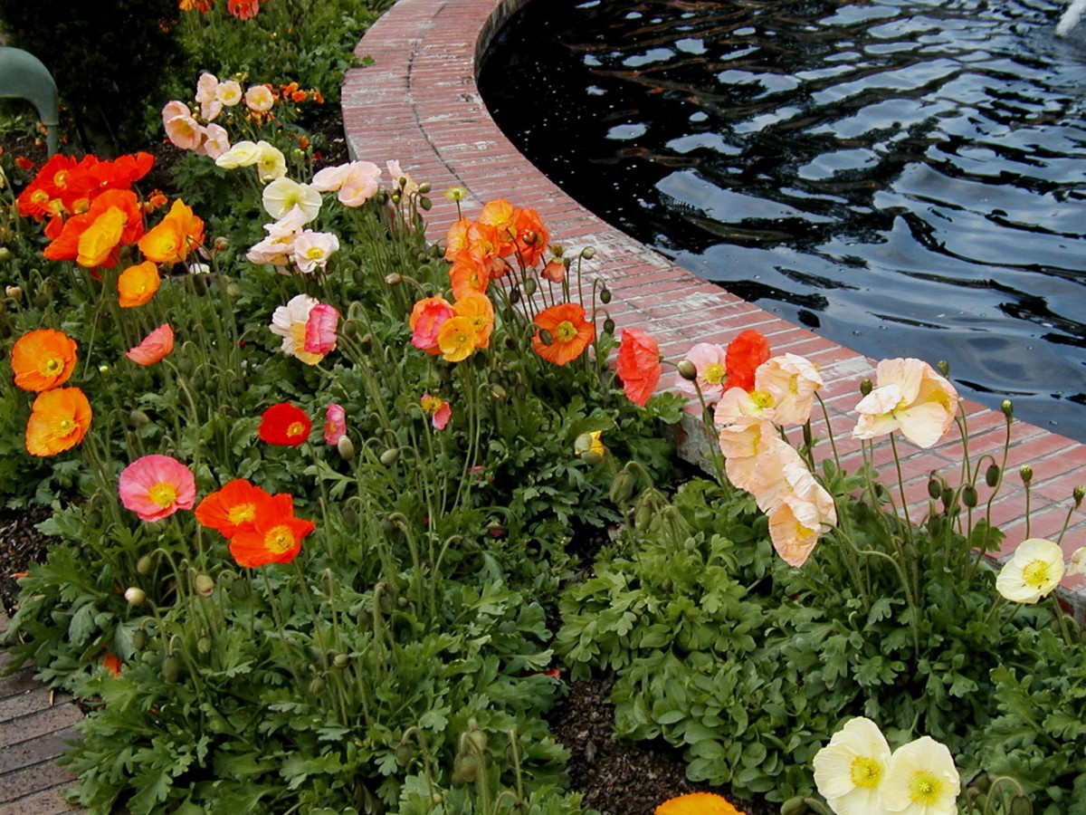 Iceland Poppies grow around a reflecting pool.