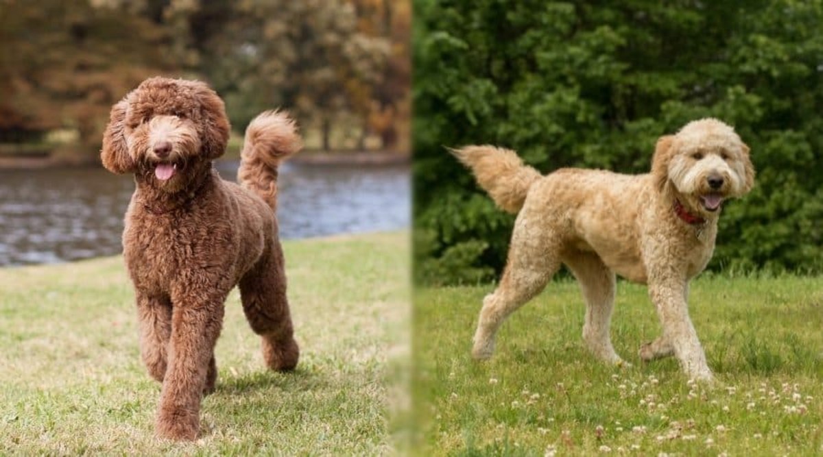 Goldendoodle and Labradoodle