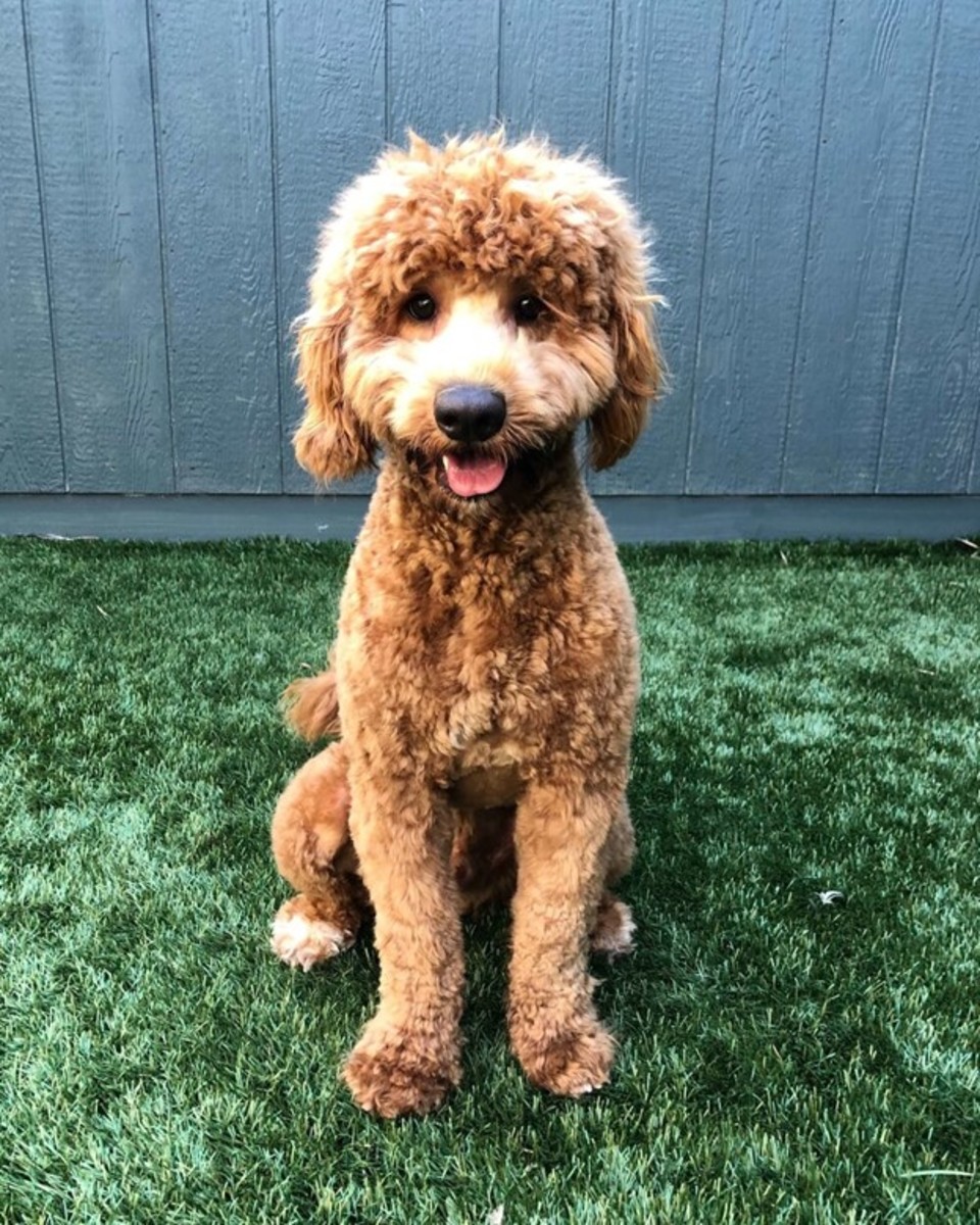 Doodle dogs are poodles crossed with another breed 