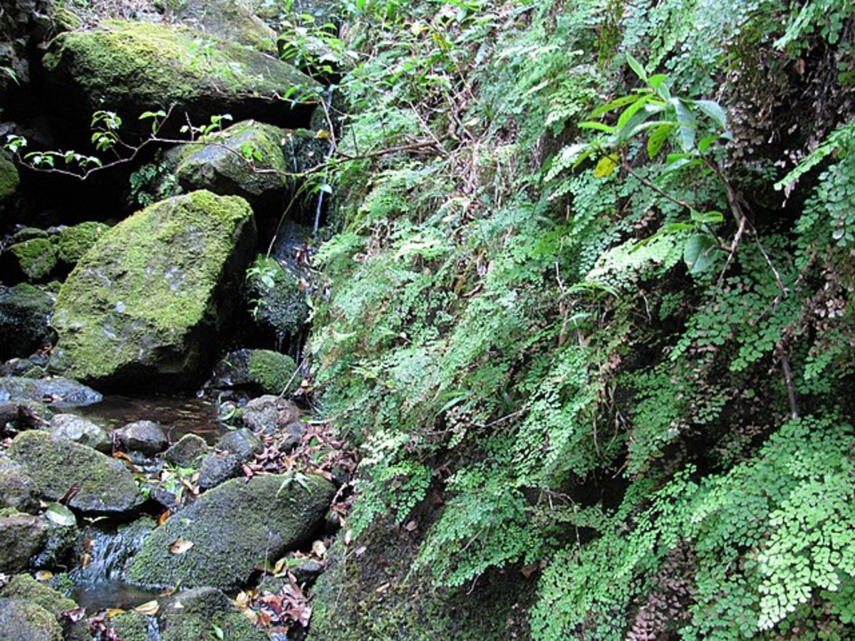 In their natural environment, maidenhair ferns grow on the forest floor or in rock crevices.