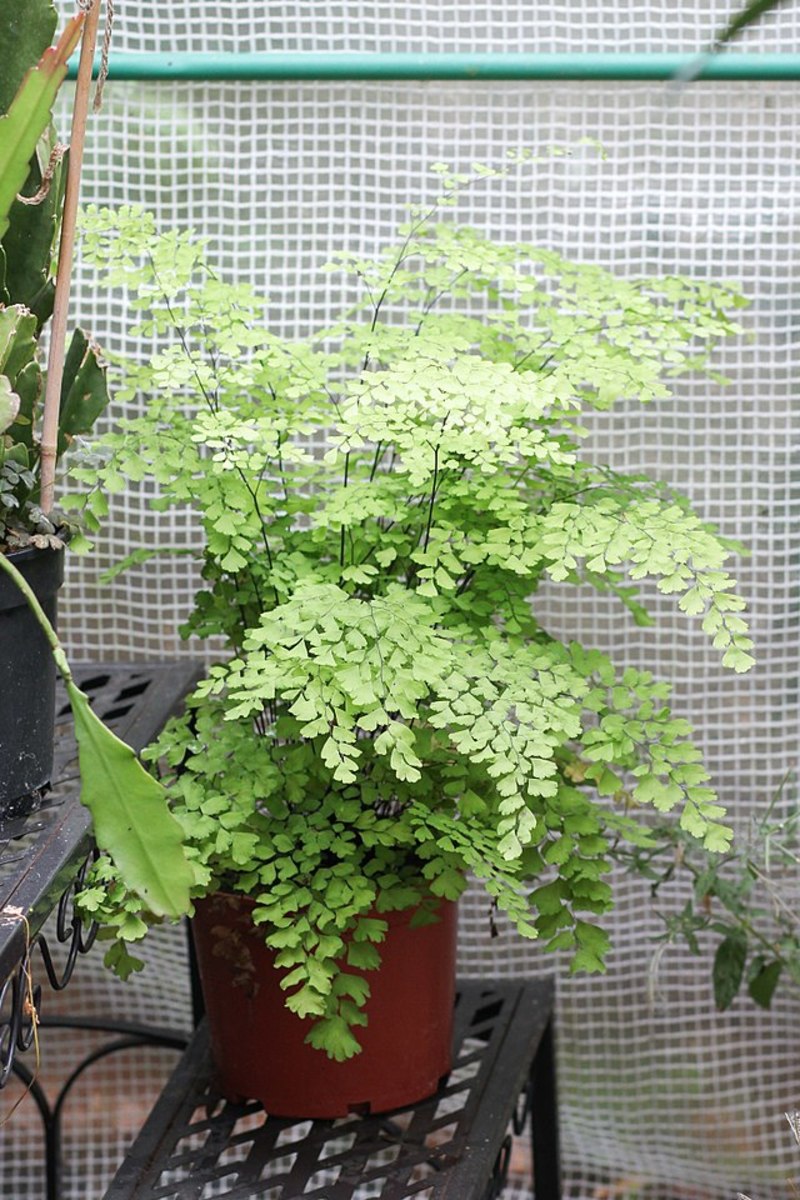 With a little care, maidenhair ferns can be grown indoors.