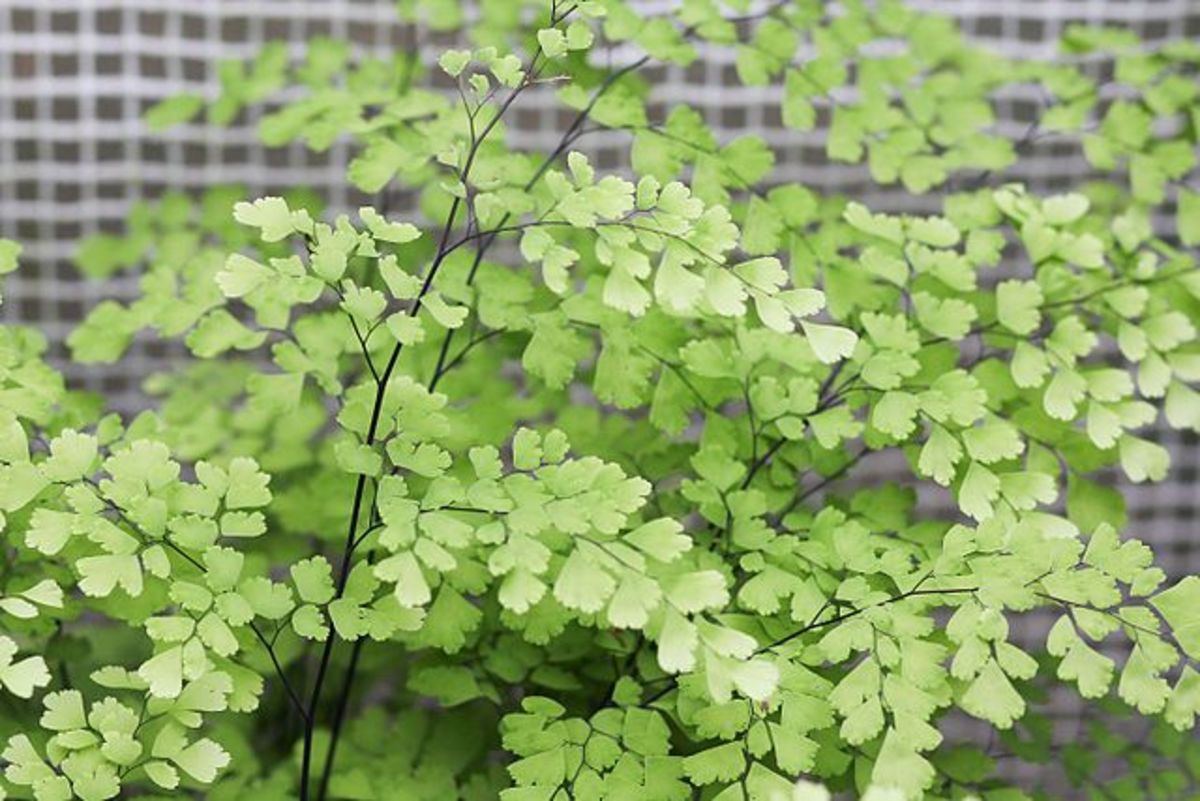 How to Grow Maidenhair Ferns Indoors or Outdoors