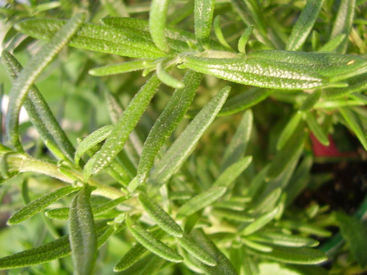 Rosemary was one of the evergreens used over the Yule period.