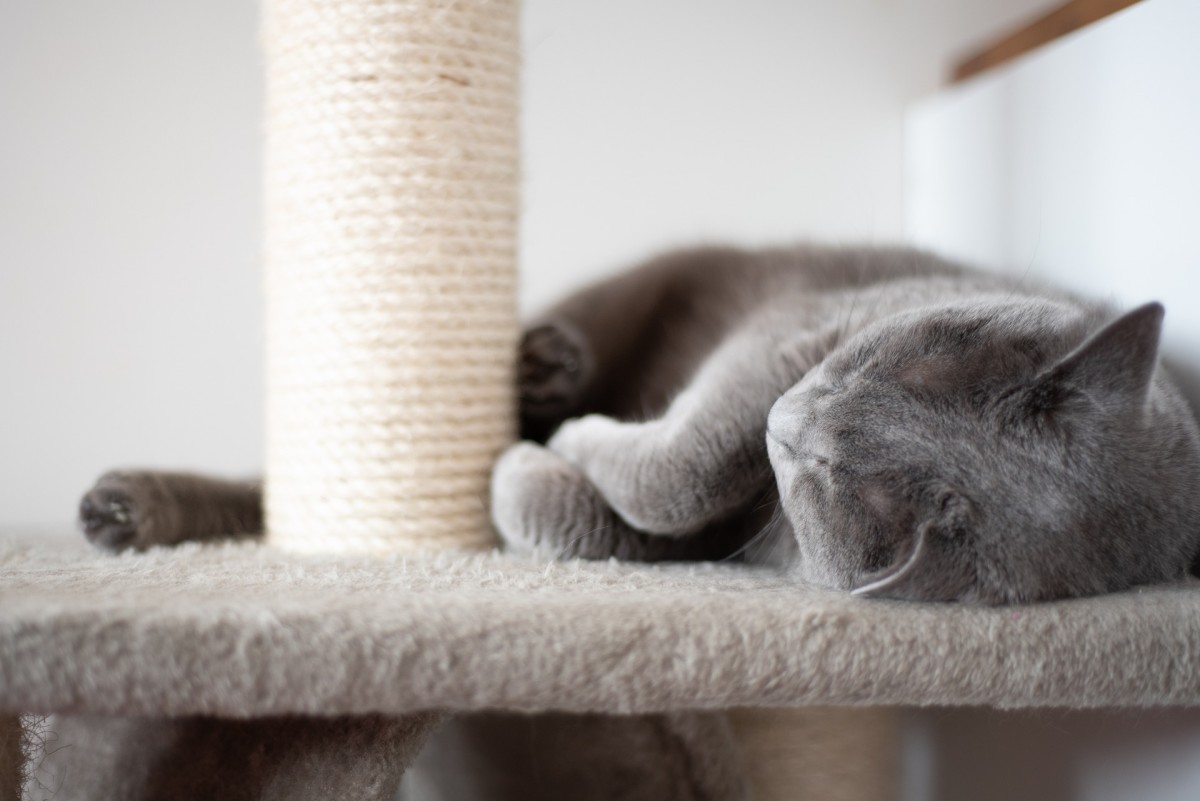 Indoor Cats vs. Outdoor Cats: Which Are Better?