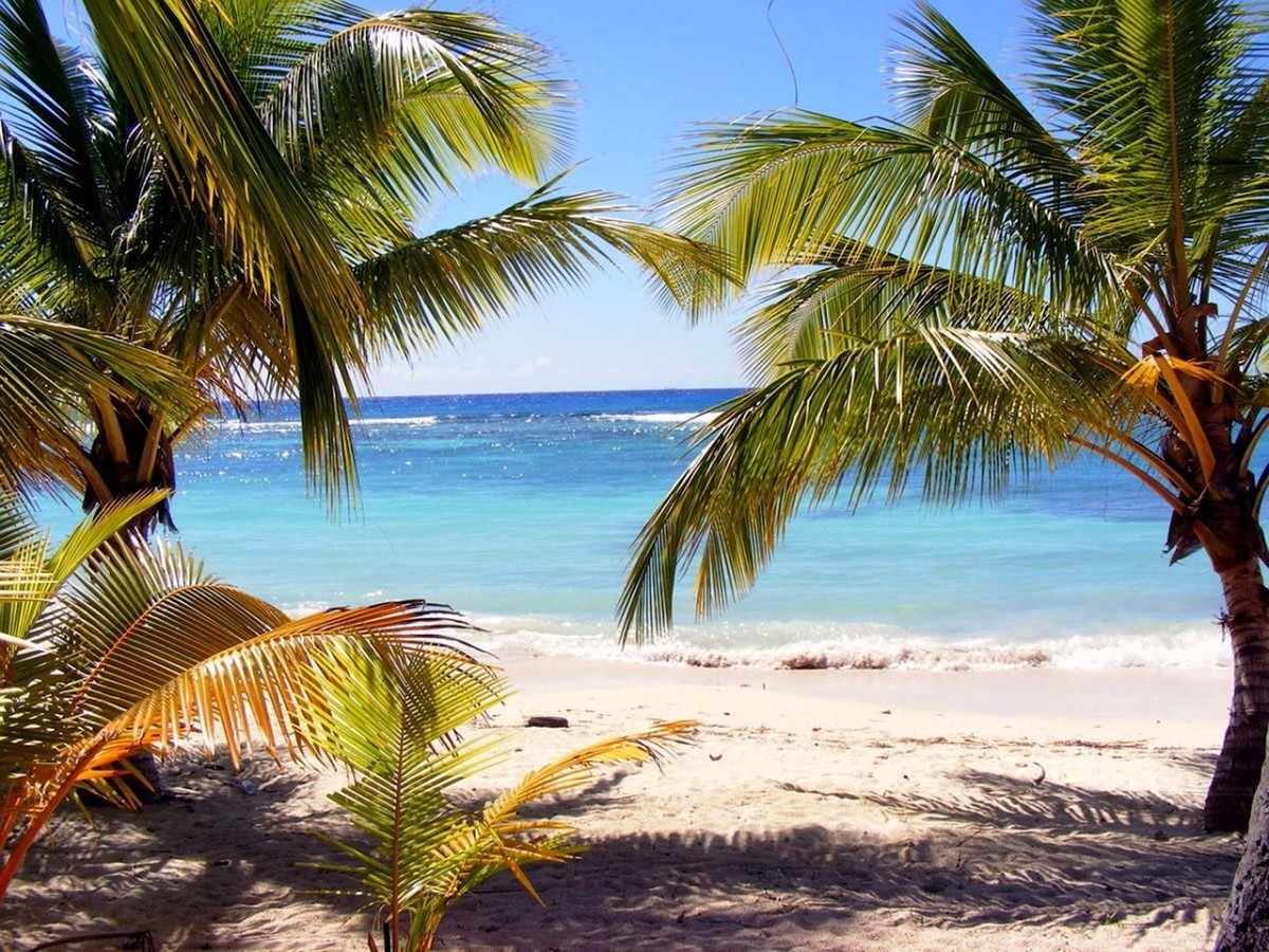 A palm-fringed beach on Dominica:Image by botosgy from Pixabay  