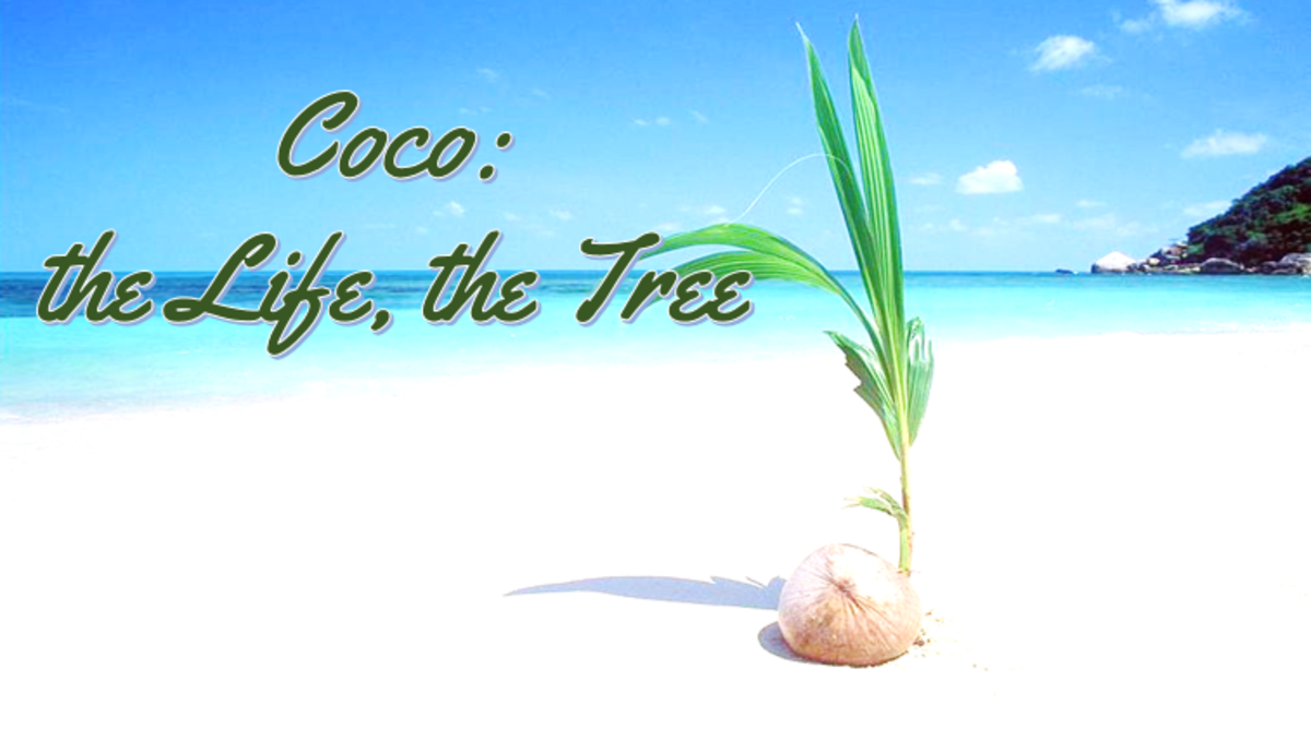 The Ubiquitous Coco