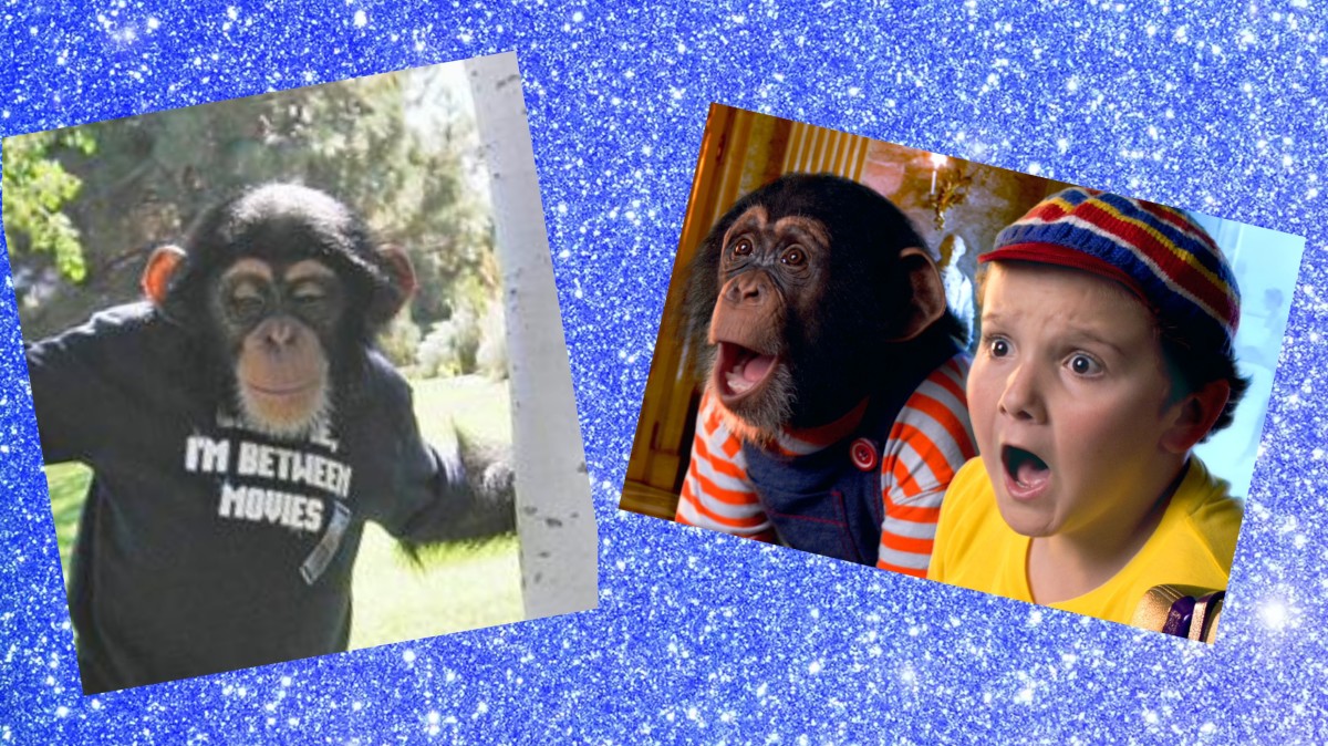 kenzy-a-chimp-more-famous-than-you-know