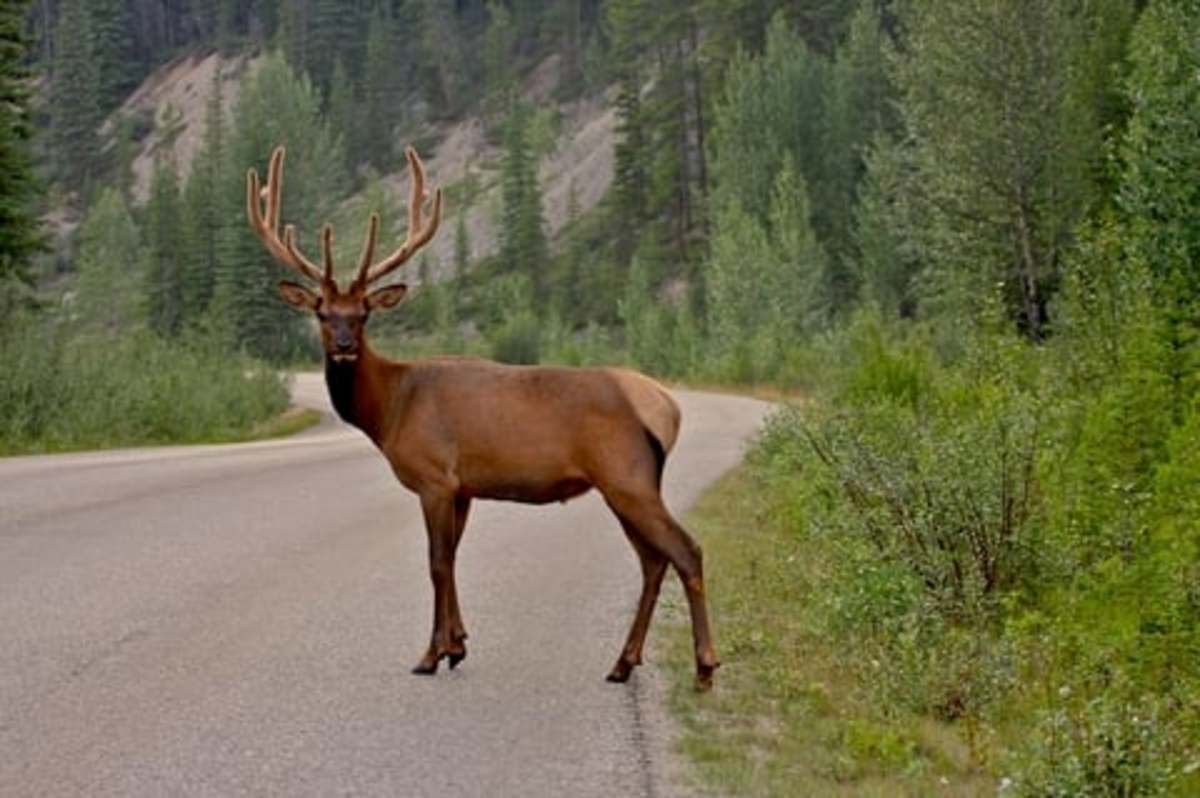 Expansions of Deer Crossings Will Be Nationwide
