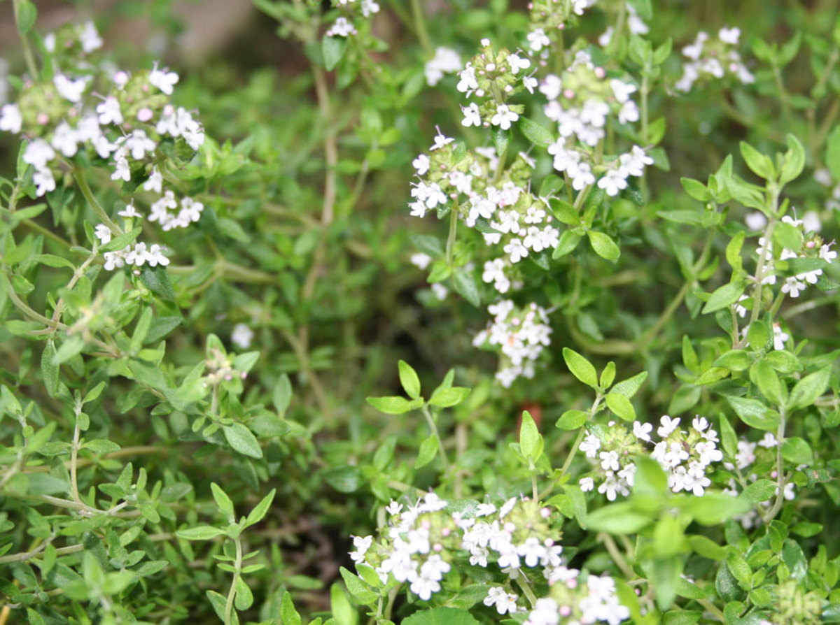Thyme natural herb