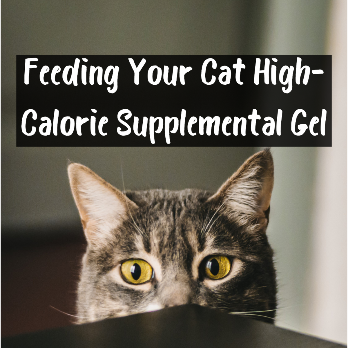 How to Give Your Cat High-Calorie Supplement Gel