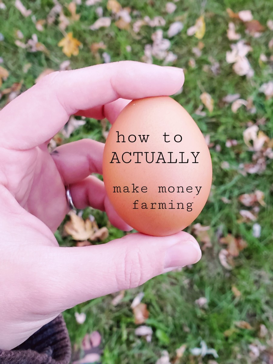 How to Make Money With Your Small Farm or Homestead