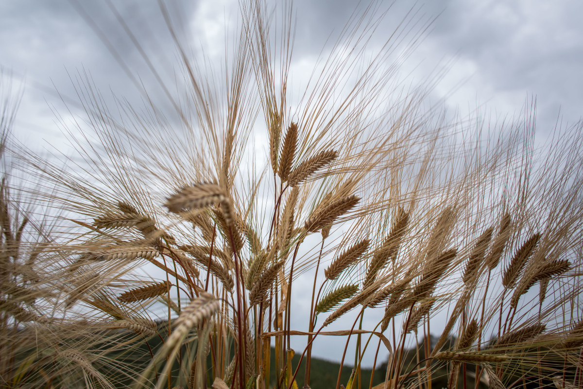 Barley Field 