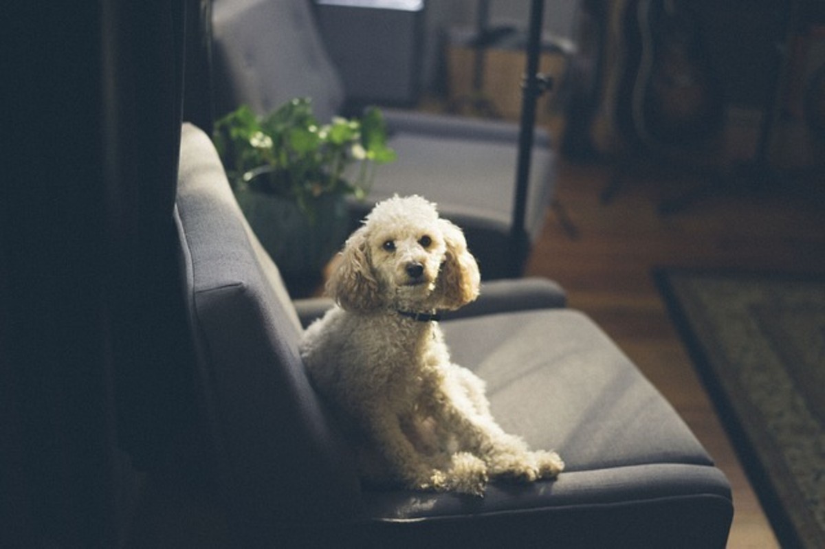 Is your dog destroying the couch when left alone?