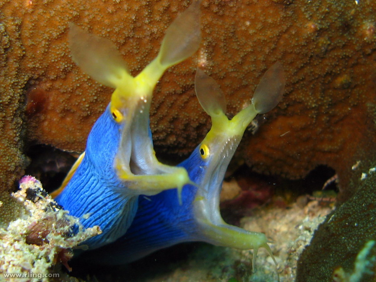 10-hardest-marine-fish-to-care-for