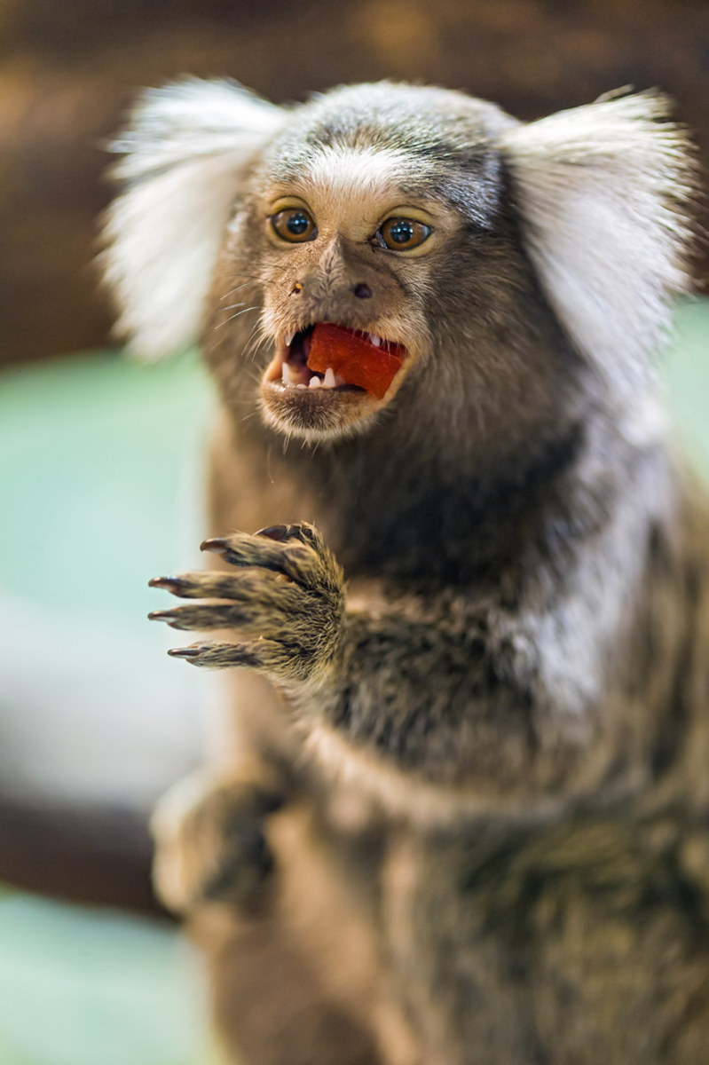 marmoset monkey pet care