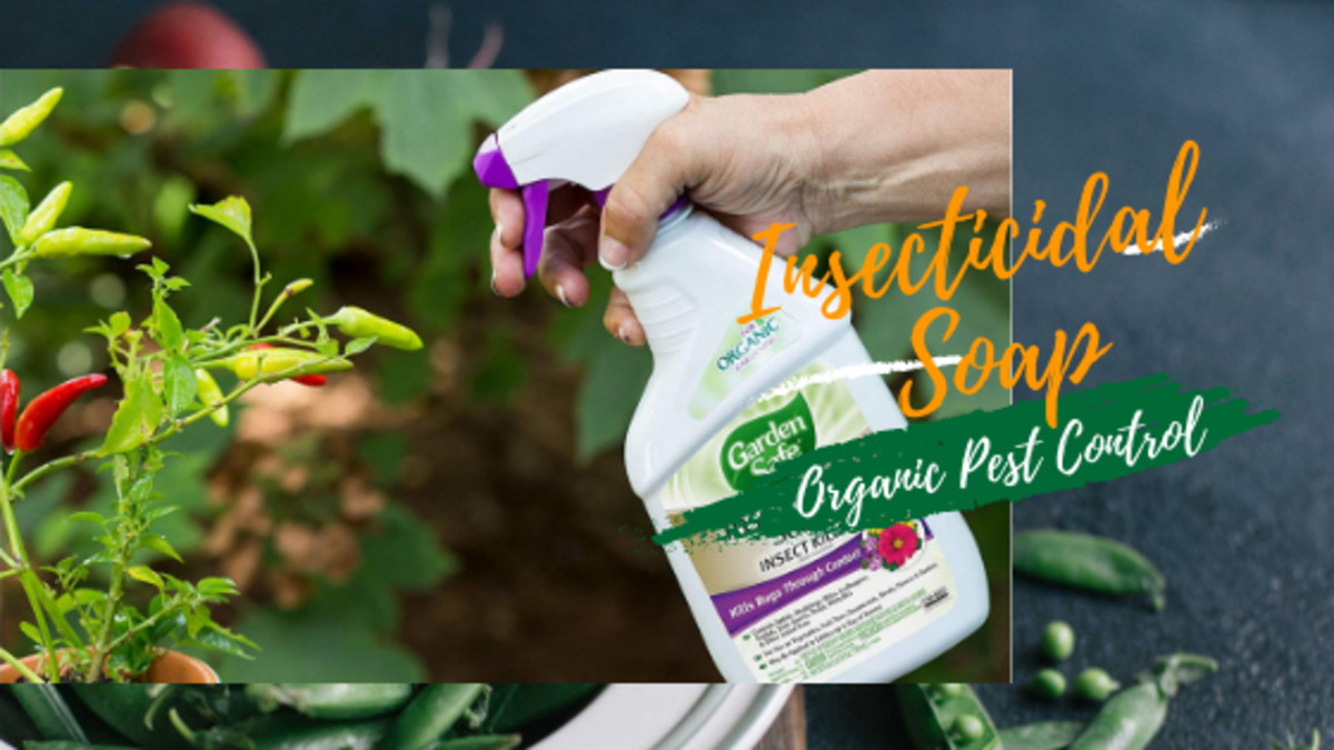 best-organic-pest-control-methods-for-your-garden