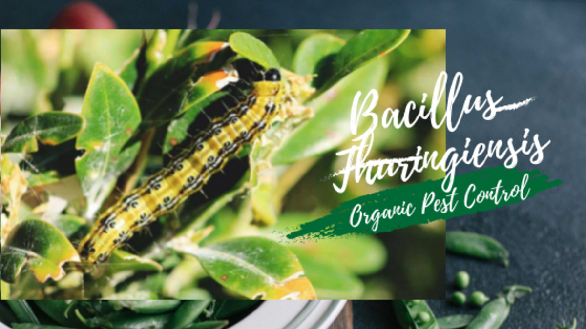 best-organic-pest-control-methods-for-your-garden