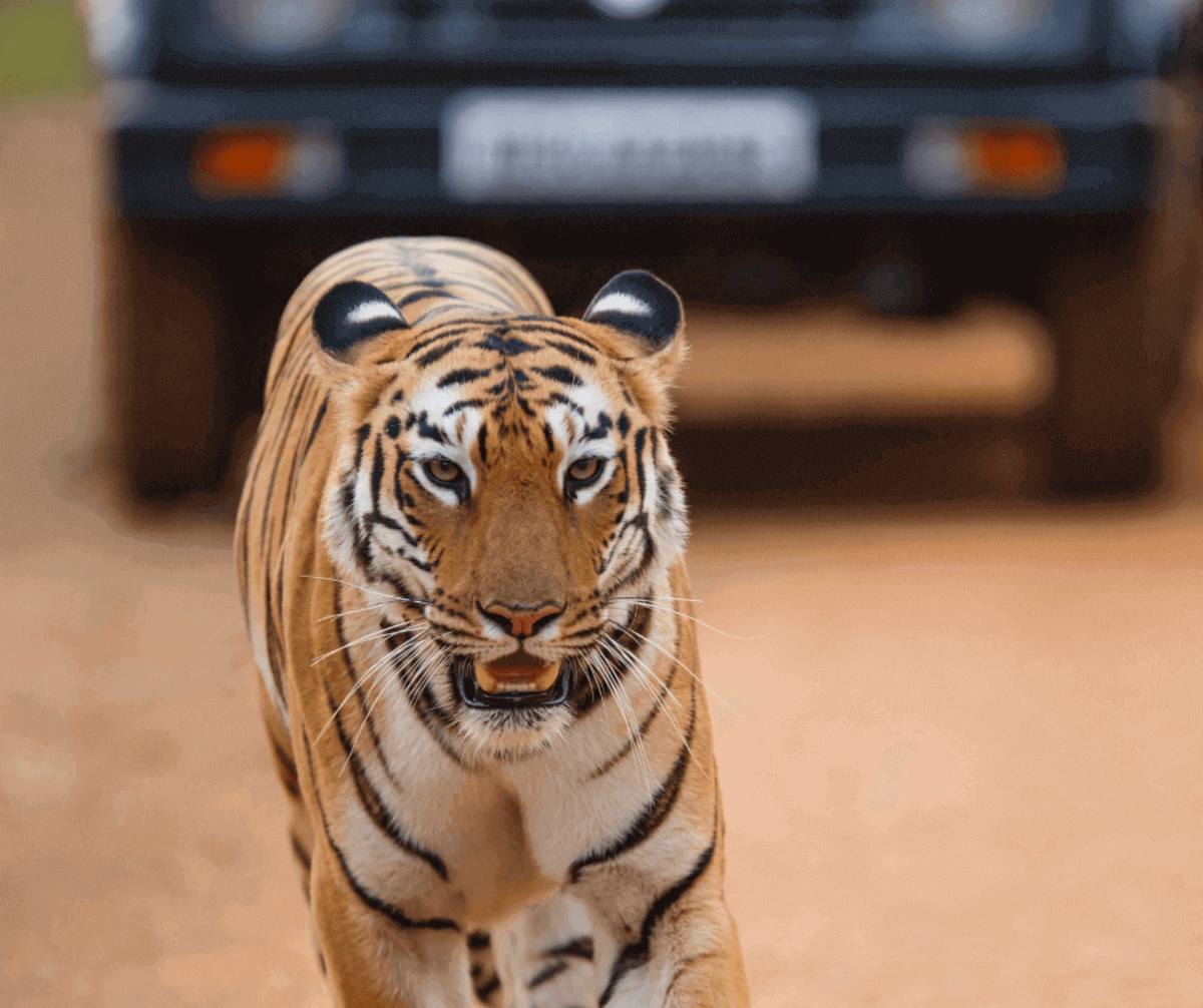wildlife-to-see-on-tadoba-tiger-safari