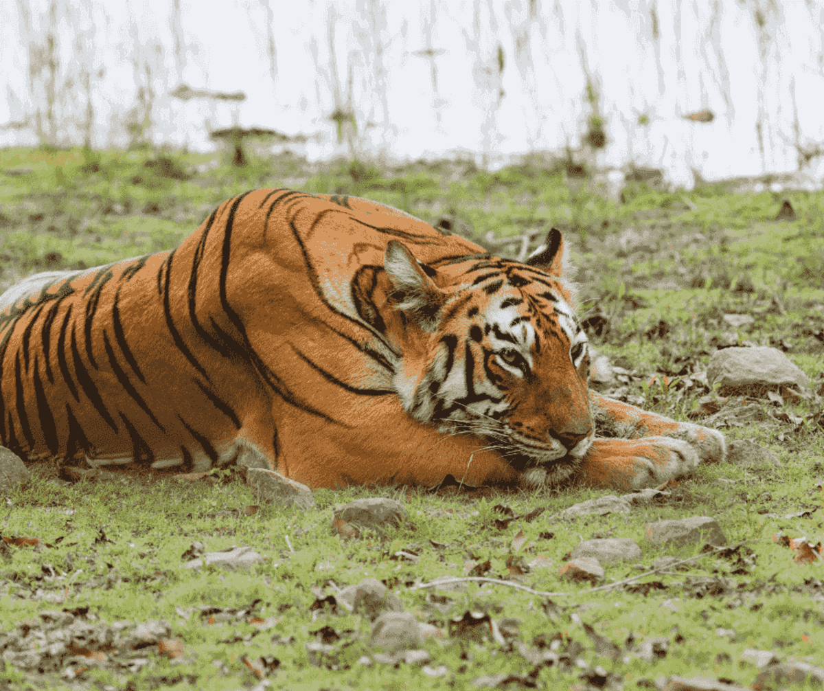 wildlife-to-see-on-tadoba-tiger-safari