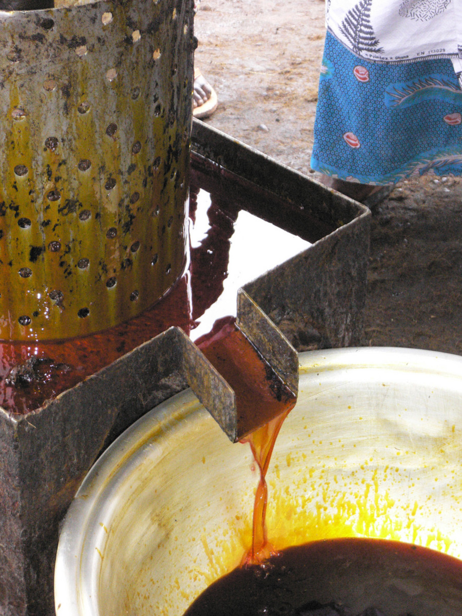 Palm Oil Being Produced