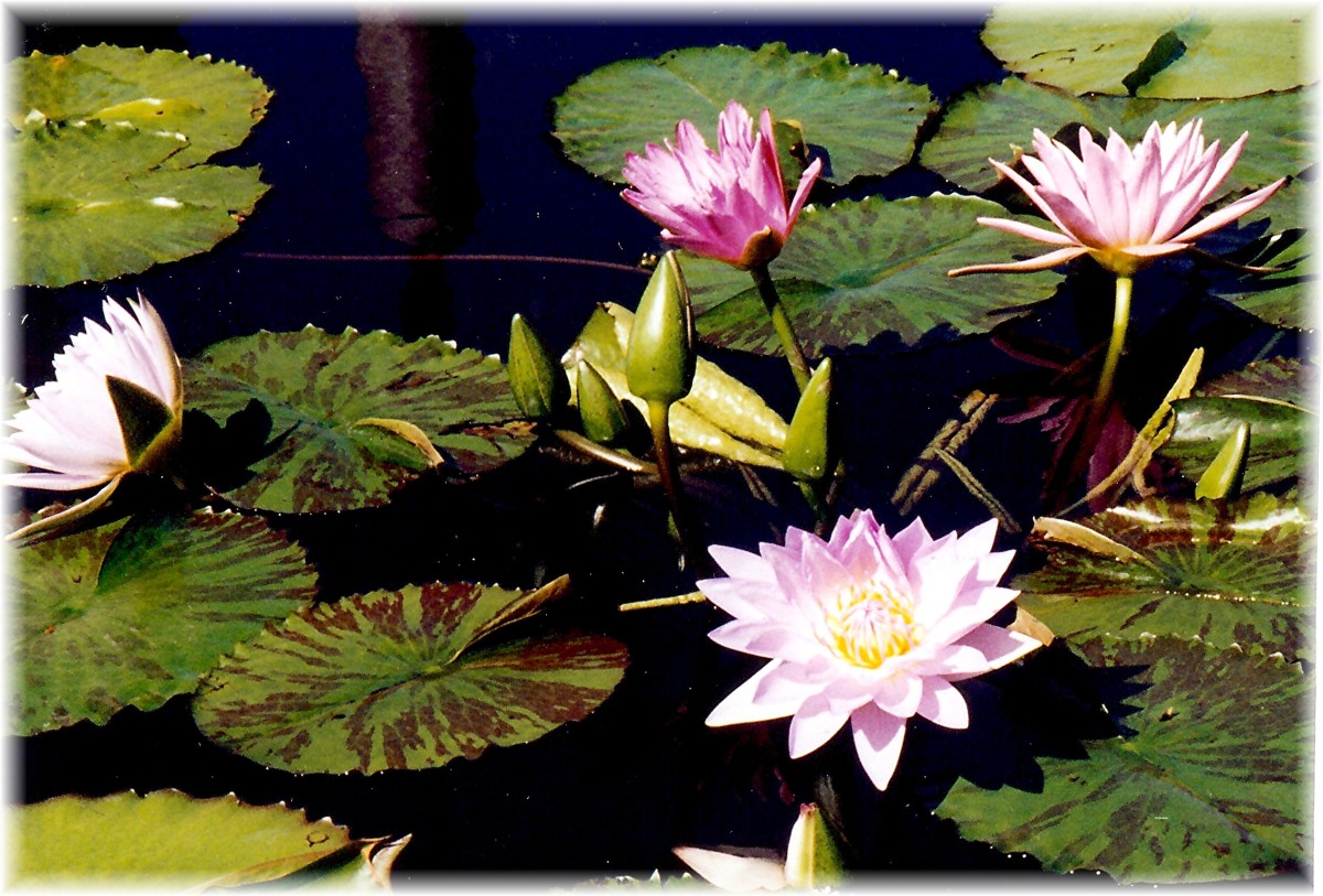Personal photo of Lilypads and Blossoms