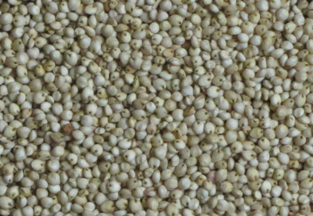 Sorghum, Milo or Jowar grains